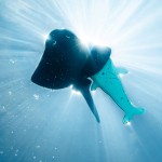Splash σετ 2 φιγούρες που επιπλέουν στο νερό 'Σαλάχι και Φάλαινα' Splash σετ 2 φιγούρες που επιπλέουν στο νερό 'Σαλάχι και Φάλαινα'